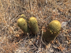 Coryphantha erecta