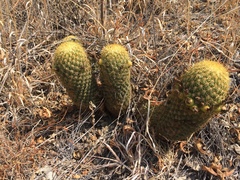 Coryphantha erecta