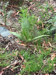 Washingtonia robusta