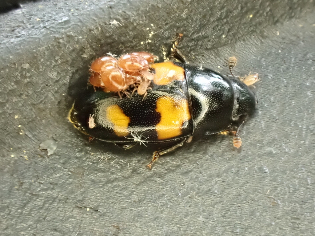 Picnic Beetle from Chesterfield County, VA, USA on May 15, 2024 at 03: ...