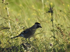 Garrulus glandarius atricapillus