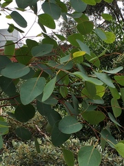 Eucalyptus