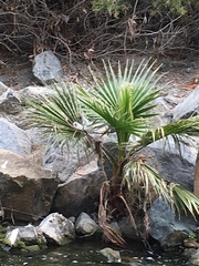 Washingtonia robusta