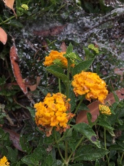 Lantana