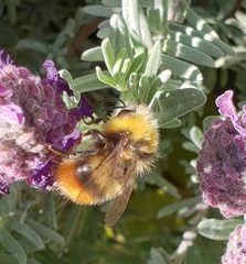 Bombus pratorum