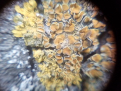 Xanthoria parietina