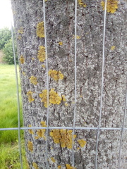 Xanthoria parietina