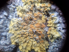 Xanthoria parietina