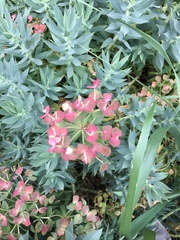 Myrsiniteae