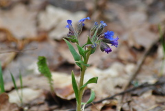 Pulmonaria angustifolia