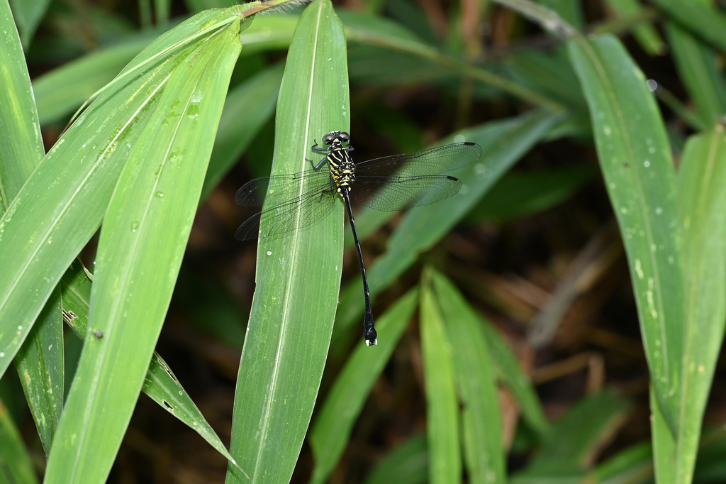 Leptogomphus perforatus