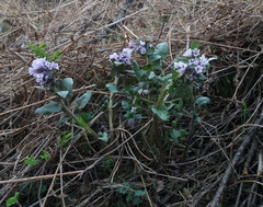 Physochlaina physaloides