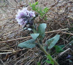 Physochlaina physaloides