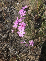 Phlox longifolia