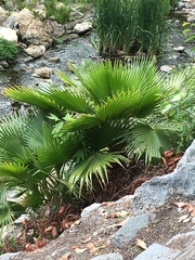 Washingtonia robusta
