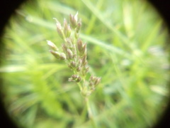 Poaceae