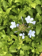 Plumbago