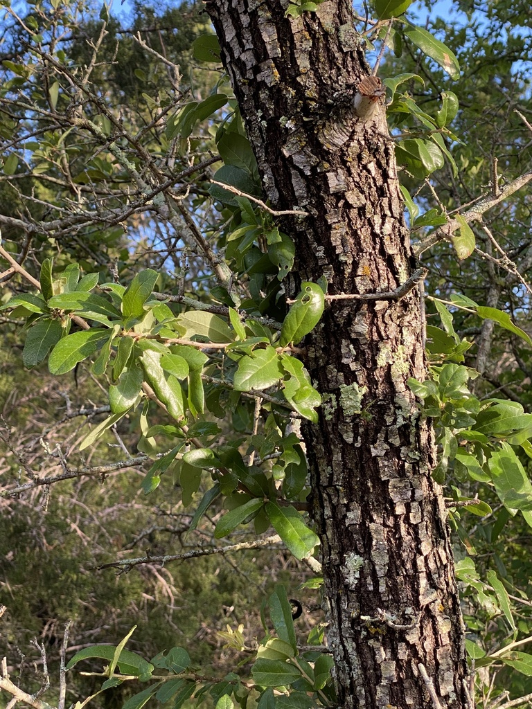 Texas live oak from Glen Rose, TX, US on May 17, 2024 at 07:50 AM by ...