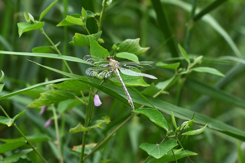 Stylurus amicus