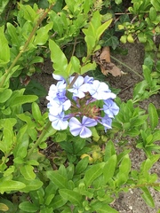 Plumbago