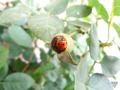 Coccinella septempunctata