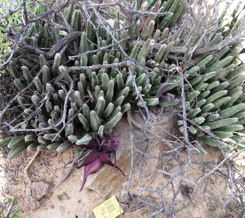 Gonostemon pillansii (N.E.Br.) P.V.Heath