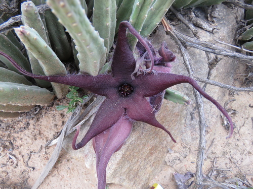 Gonostemon pillansii (N.E.Br.) P.V.Heath 2