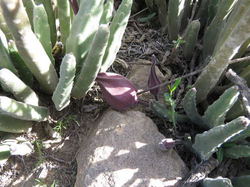 Gonostemon pillansii (N.E.Br.) P.V.Heath 3