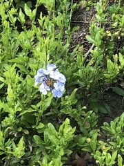 Plumbago