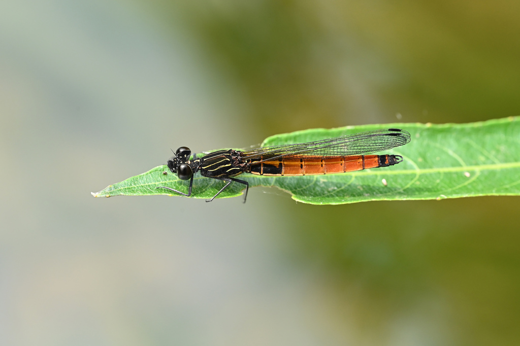 Indocypha katharina