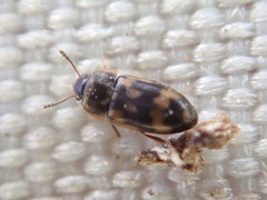 Litargus connexus