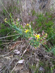 Genista anglica