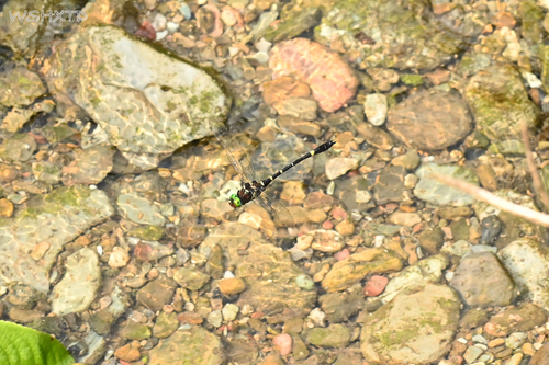 Macromia pyramidalis