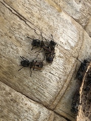 Metapolybia