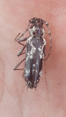 Elaphidion irroratum