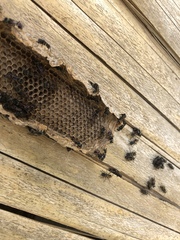 Metapolybia