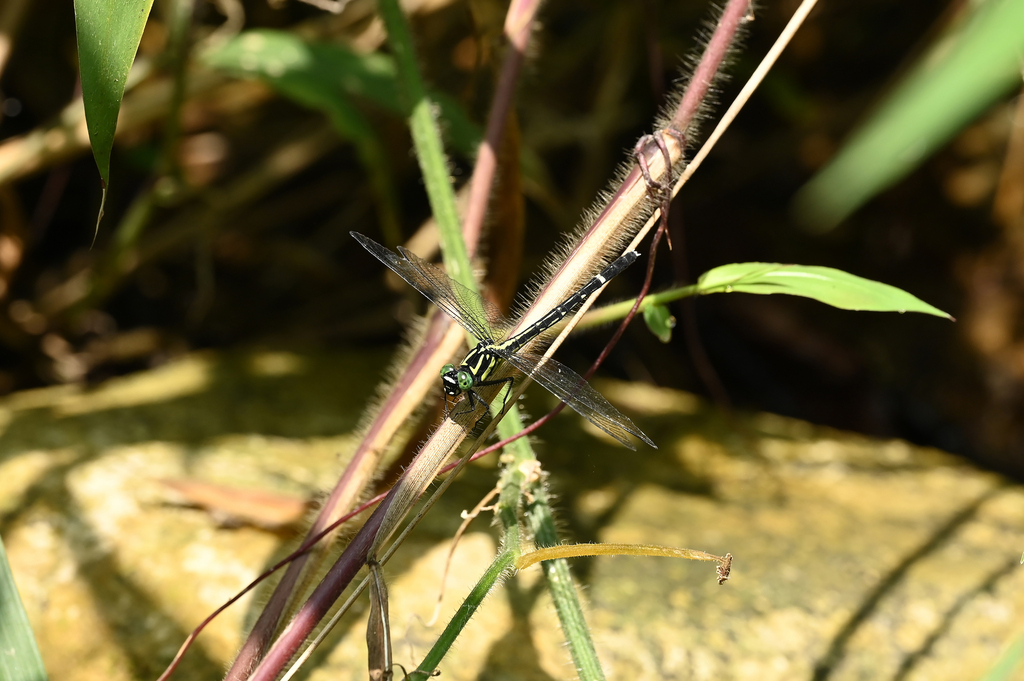 Microgomphus jurzitzai