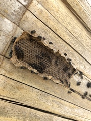 Metapolybia