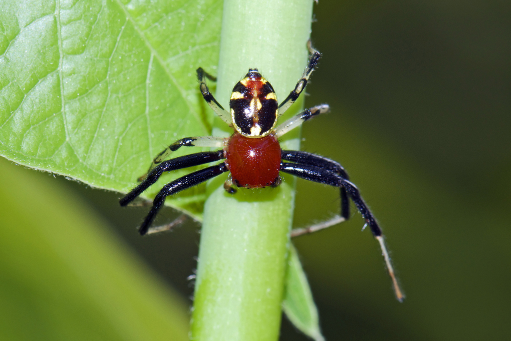 Camaricus