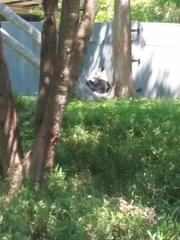 Ailuropoda melanoleuca