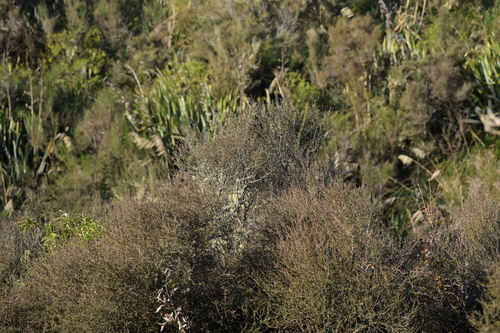 Image of Olearia virgata by (c) Christopher Stephens, some rights reserved (CC BY-SA)
