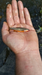 Chrosomus erythrogaster