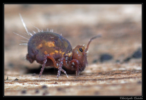 Dicyrtoma fusca, photo 5 of 8