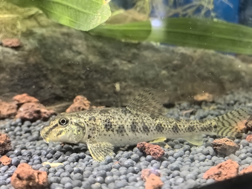 Chinese False Gudgeon