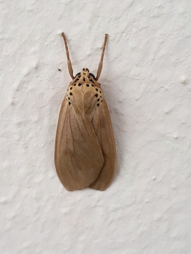 Pelochyta cinerea