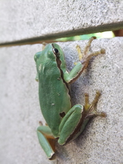 Hyla orientalis