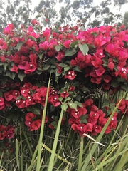 Bougainvillea