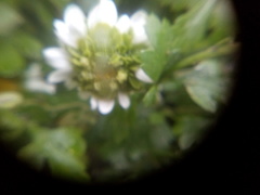 Tanacetum parthenium