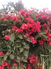 Bougainvillea
