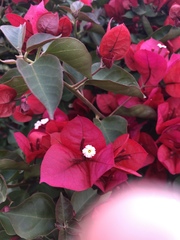 Bougainvillea